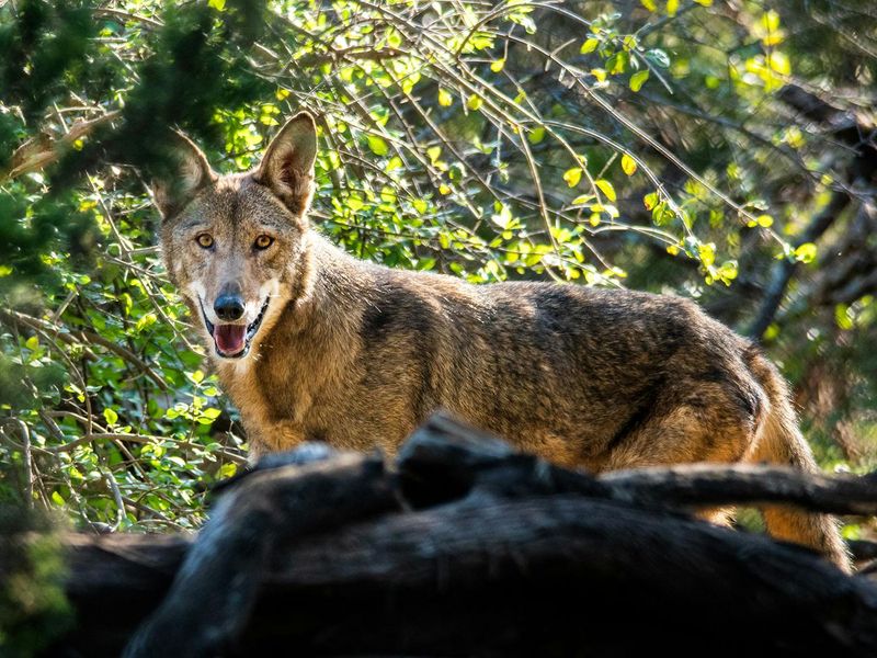 Red Wolf (Eastern Population)