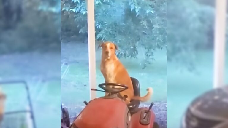 stray dog