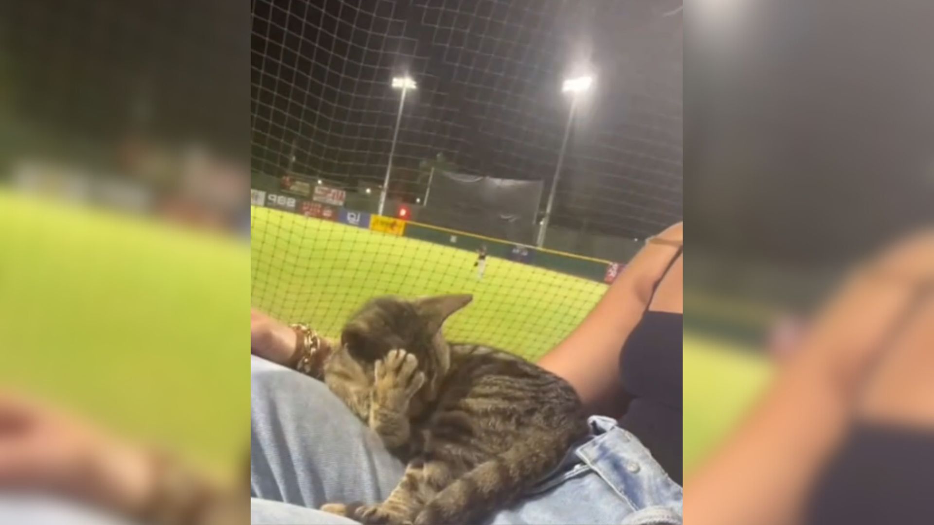 stray kitten