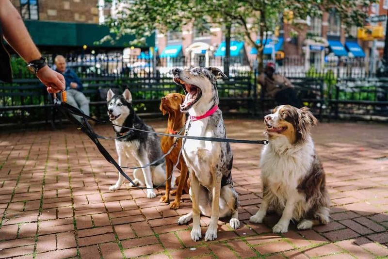 Pet Spending Habits