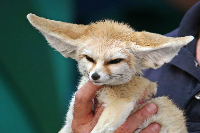 Fennec Foxes 