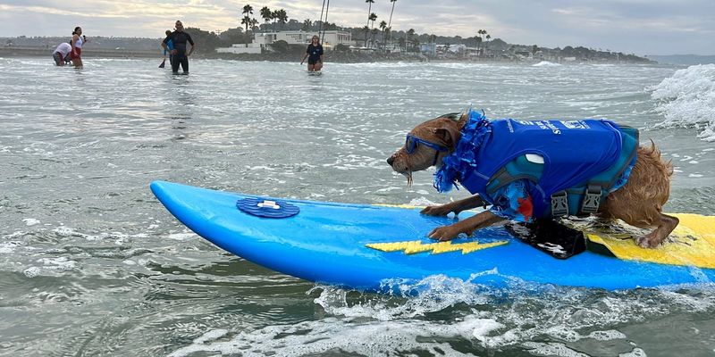 Dog Surfing Competitions