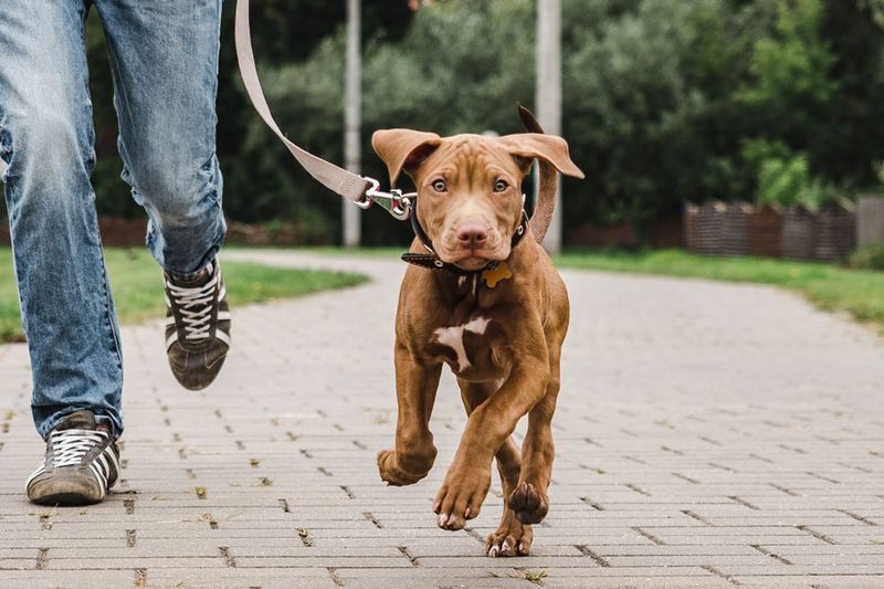 Keep Pets On A Leash During Walks