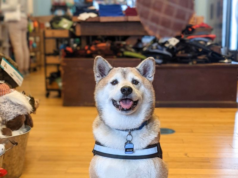 Sustainable Pet Food Options