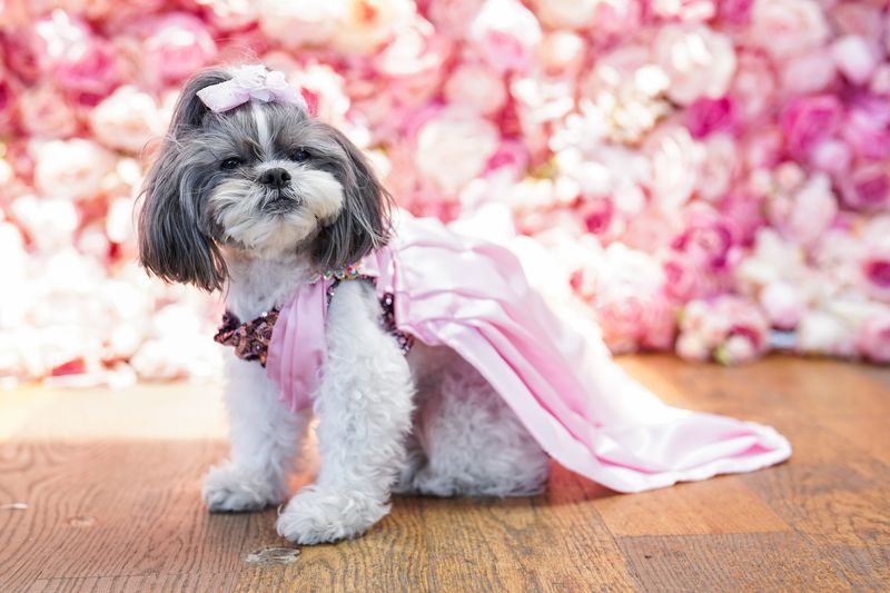 Miami's Ideal Climate For Pet Fashion Shows