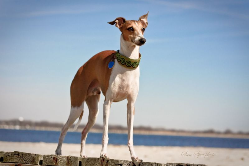 Italian Greyhound, Slender Sunshine Specialists