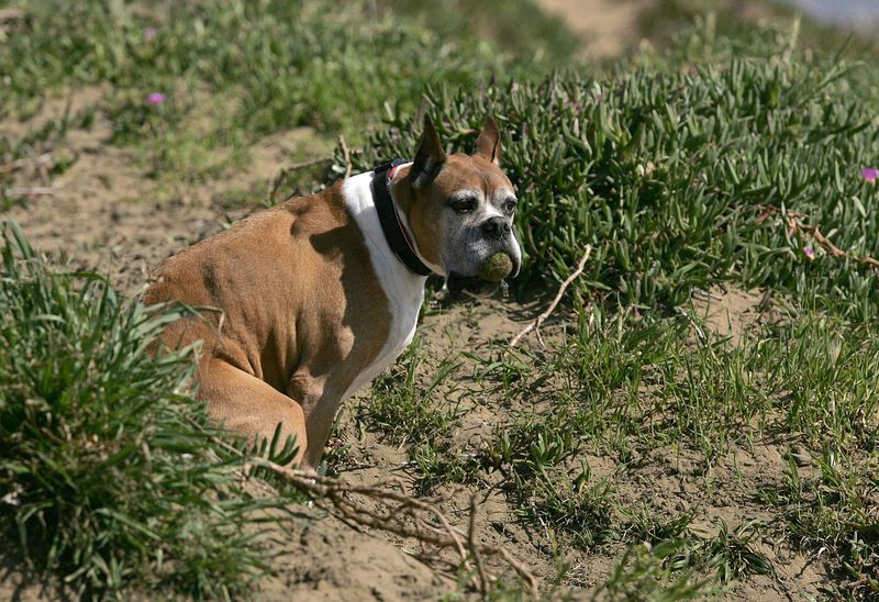 Eco-Conscious Pet Waste Management