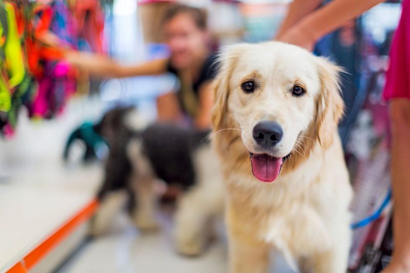 Green Pet Boutiques