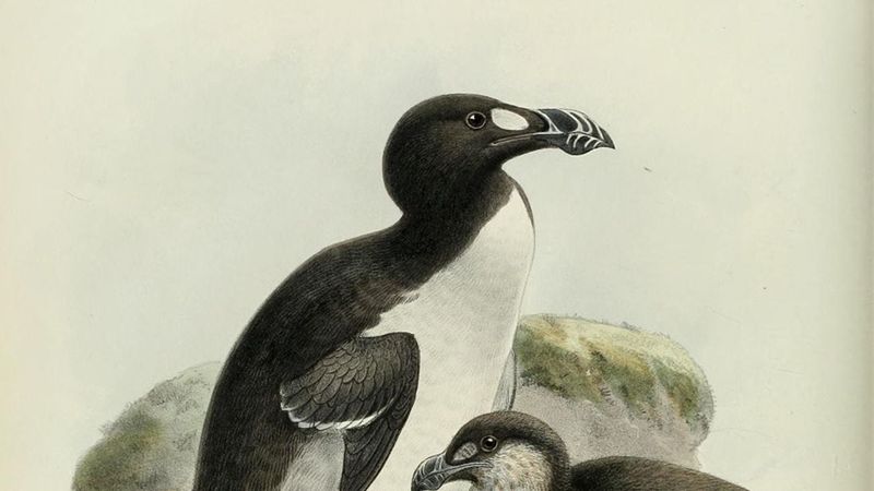 Great Auk