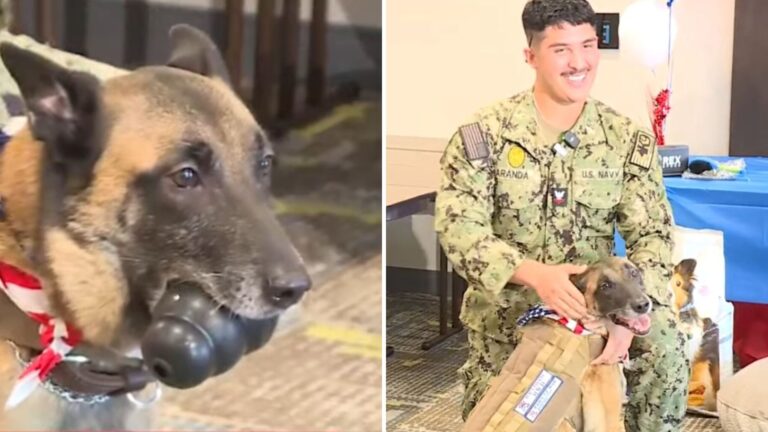 Tearful Moment As Retired Military Dog Reunites With Former Handler In California