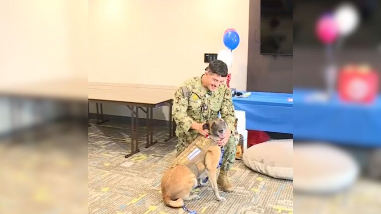 military dog and solider