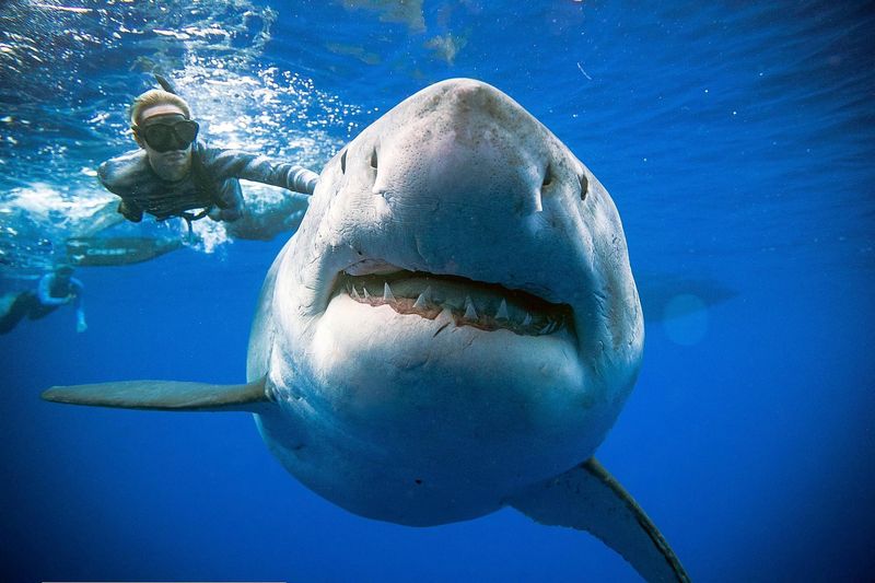 The Future Of NYC's Shark Situation