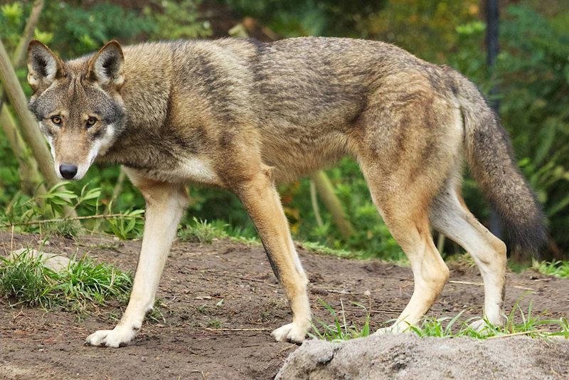 The Middle-Sized American Wolf