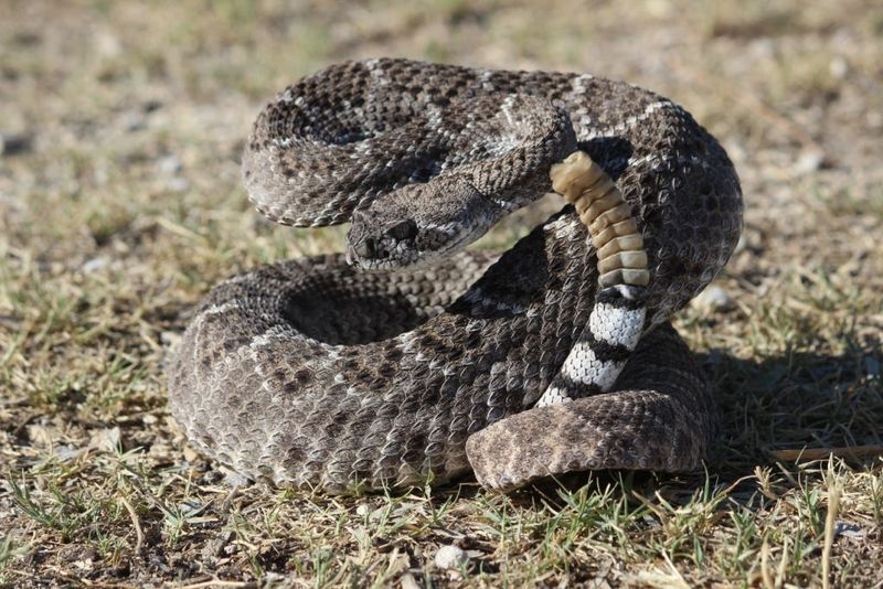 Texas – Western Diamondback Rattlesnake
