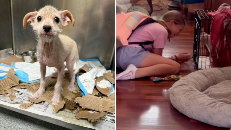 rescued puppy