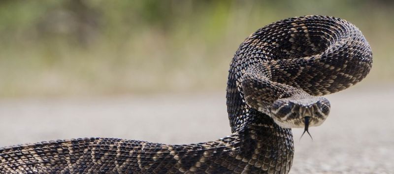 Western Diamondback Rattlesnake