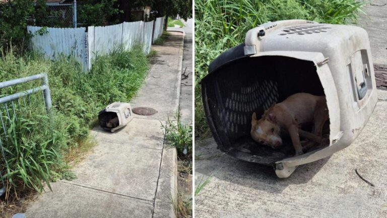 Texas Local Sees A Plastic Crate Left In The Sun And Uncovers A Heartbreaking Secret