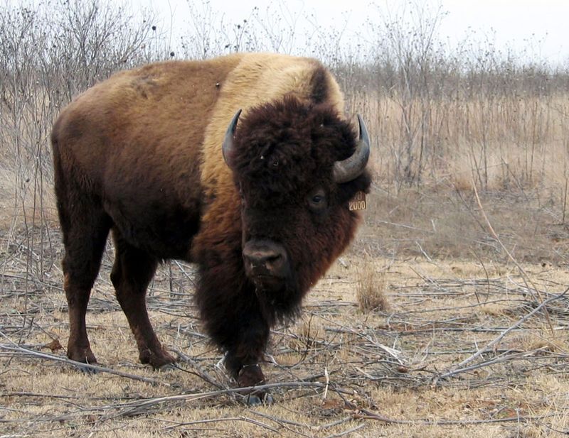 American Bison