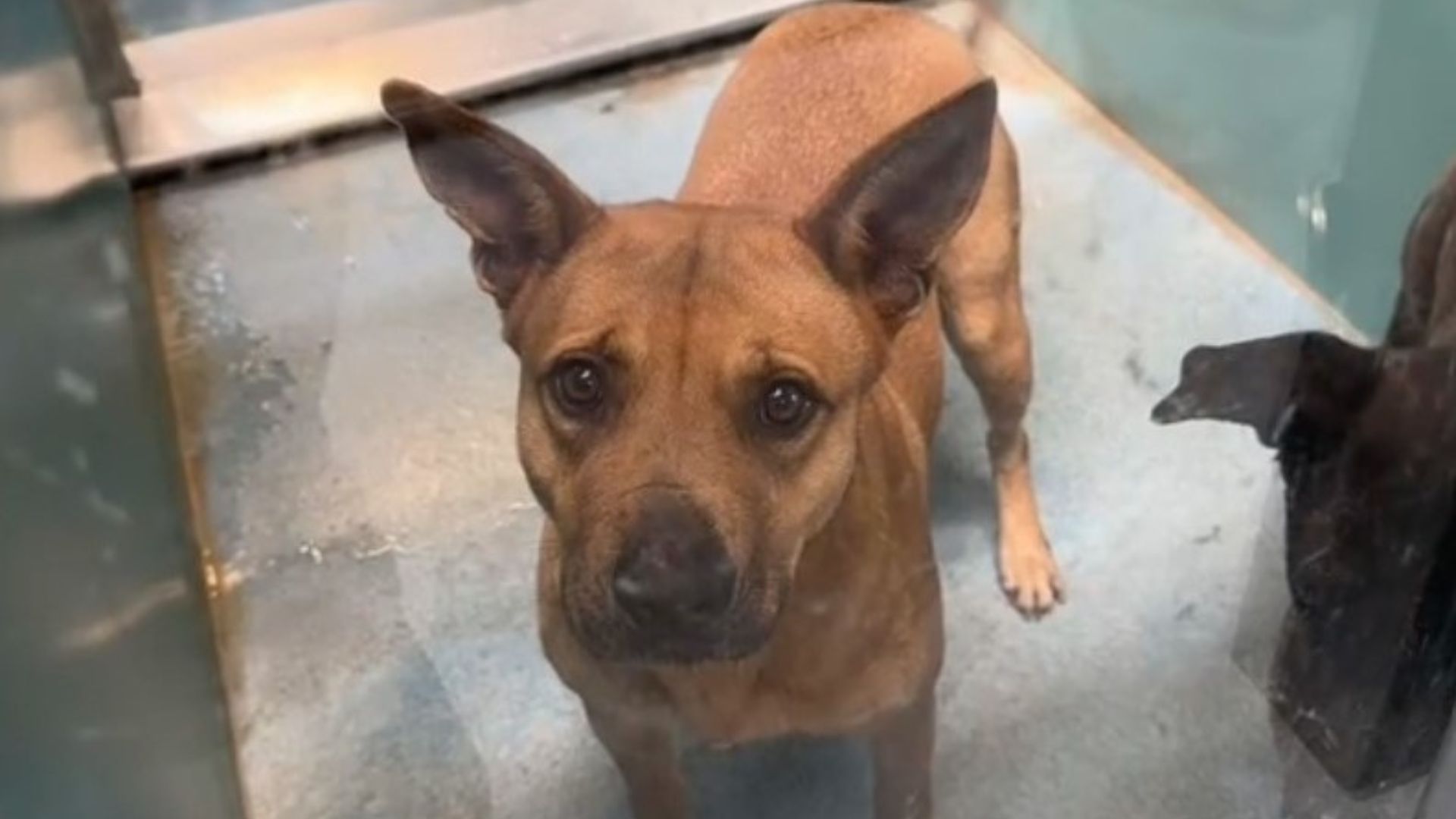 shelter dog