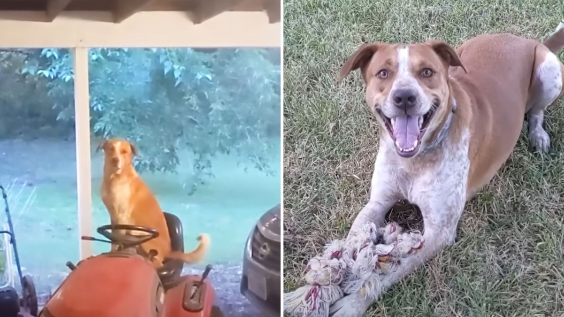 Texas Stray Dog Visits Family Porch And Returns With A Surprise Companion