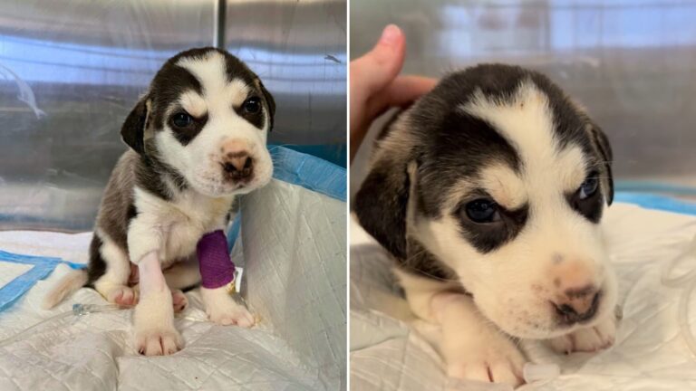 baby husky