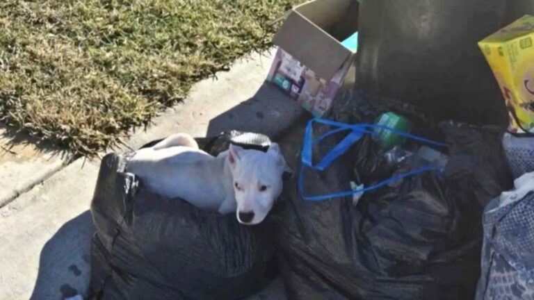 dog found in the trash