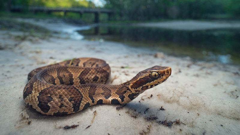 Mississippi – 41.6 bites/million