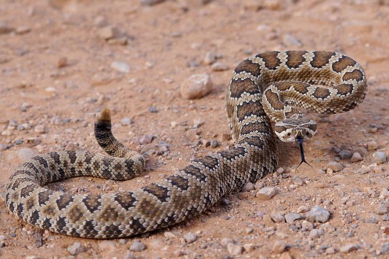 Utah – Gopher Snake