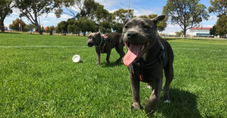 The 10 Best U.S. Cities To Raise A Dog In 2025