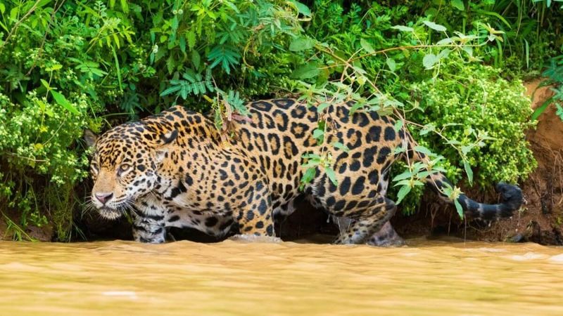 Jaguar