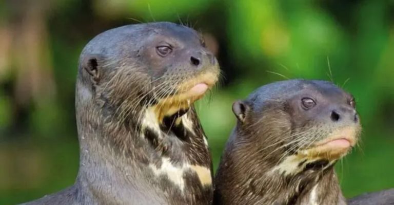 The 15 Most Dangerous Predators In The Amazon Rainforest