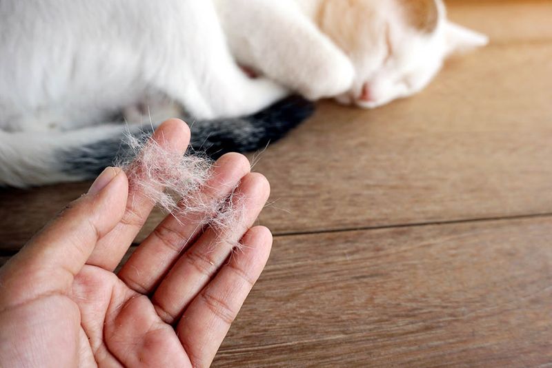 The Reign Of The Cat Hair