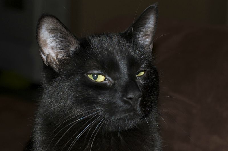 The Cat Stare Of Judgment