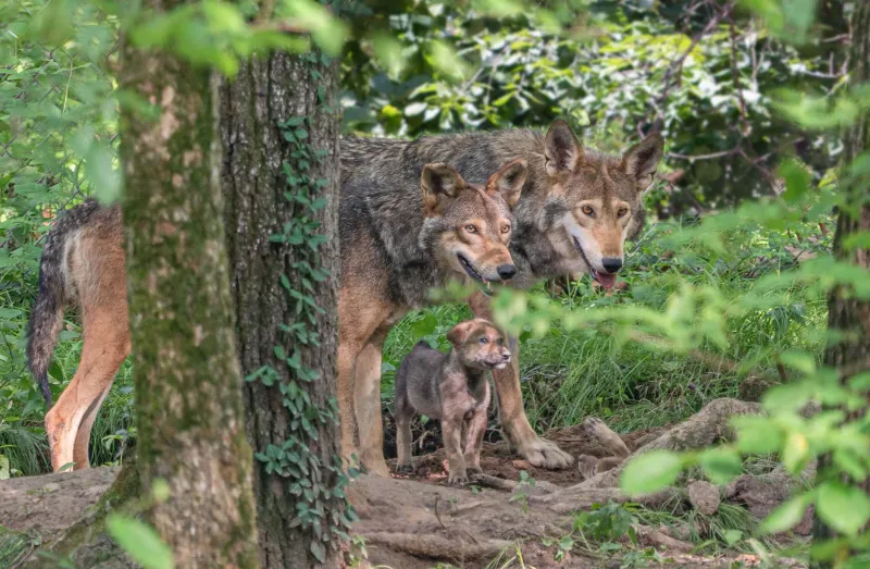 The Major Contributor To Their Disappearance Is Loss Of Habitat