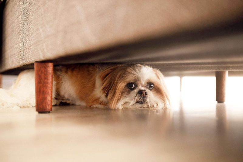 Why Dogs Hate Fireworks