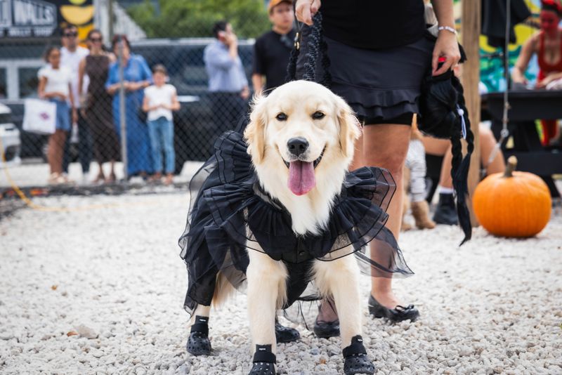Pet Fashion Shows As A Unique Marketing Tool