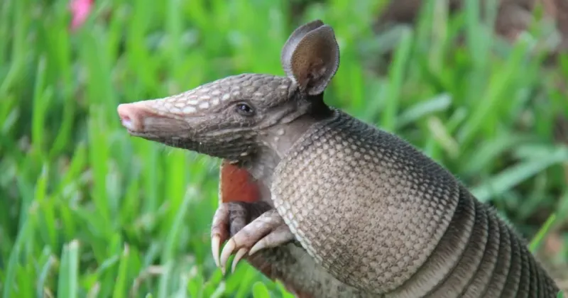 What Is An Armadillo?