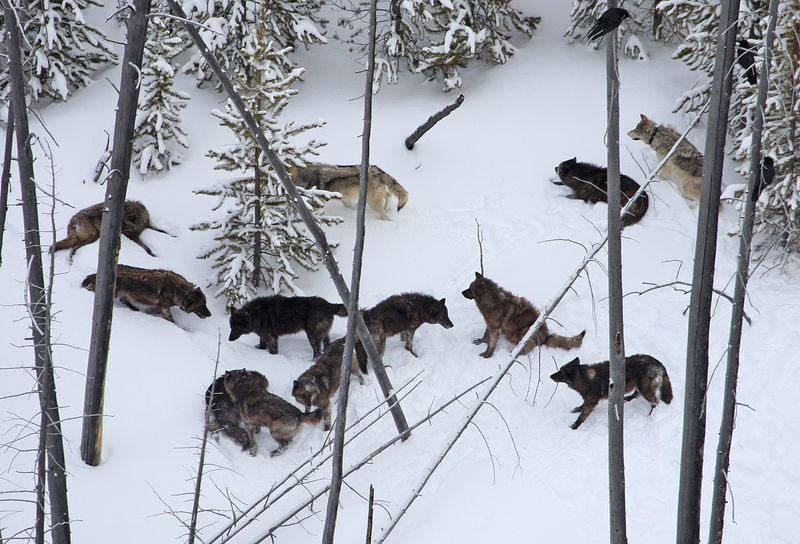The Significance Of The 42 Wolves In The Pack