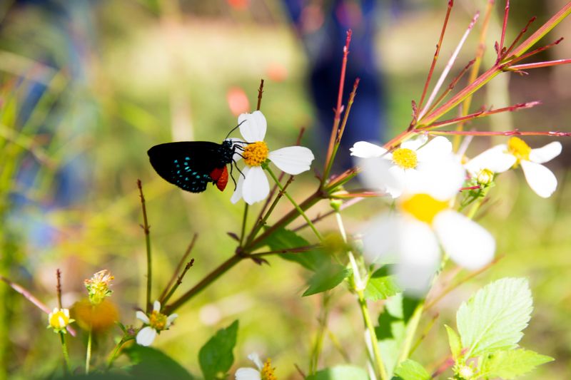 Why Was The Atala Butterfly Declared Extinct In Florida?