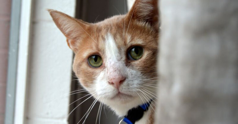 The Best Cities To Adopt A Cat In 2025, Ranked By Shelter Success