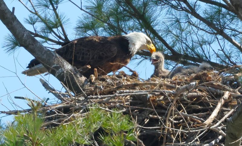 How To Safely Observe Bald Eagles In The Wild