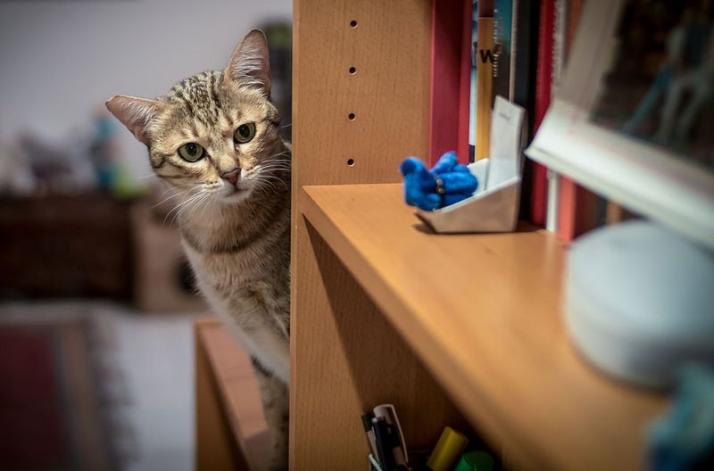 The Mischievous Toy Stealth Mode