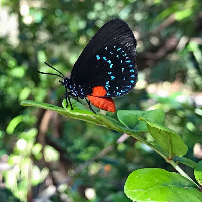 The Importance Of The Coontie Plant In The Atala Butterfly's Return