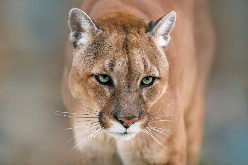 What's Next For The Ghost Cougar?