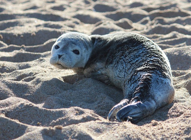 What To Do If You Encounter A Seal Pup On The Beach