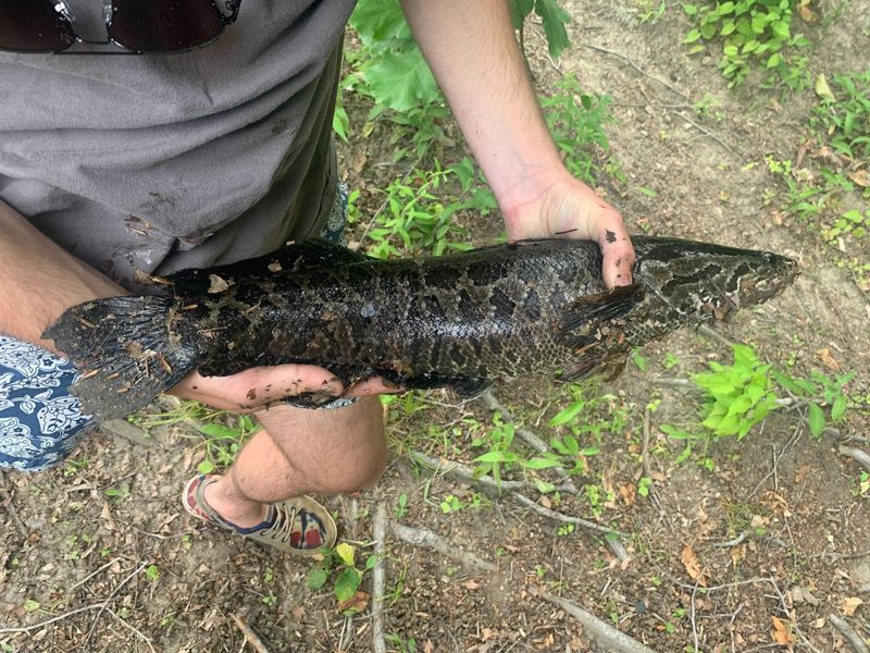 9 U.S. States Where The Northern Snakehead Has Been Found