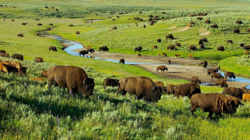 The Ongoing Efforts To Maintain A Healthy Bison Herd