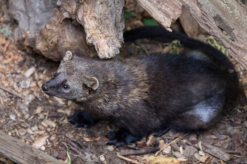 How Fishers Have Thrived In Neighboring States