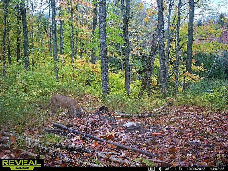 First Footage Captures Michigan's Elusive Wild Cat