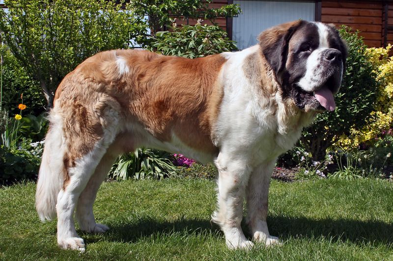 Barry's Legacy in Rescue Dog History
